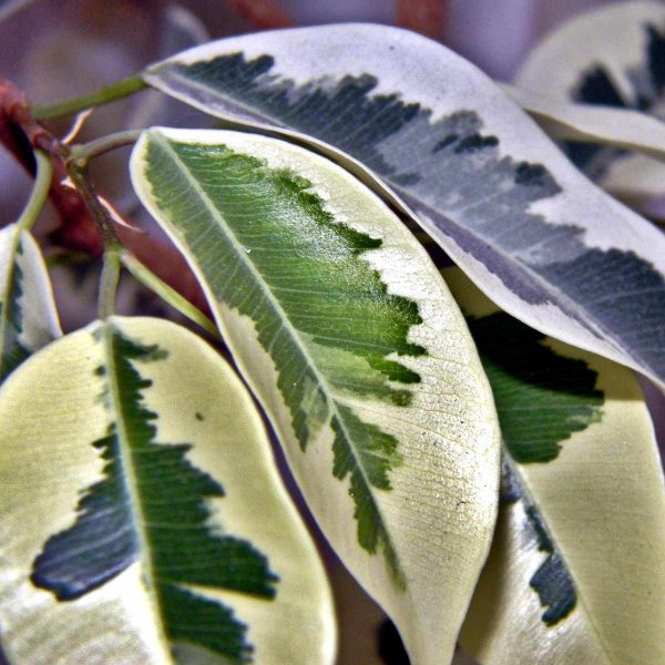 Ficus "Benjamin" - Slika 2