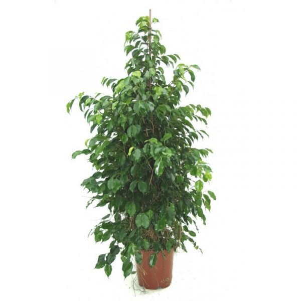 Ficus "Benjamin" - Slika 4