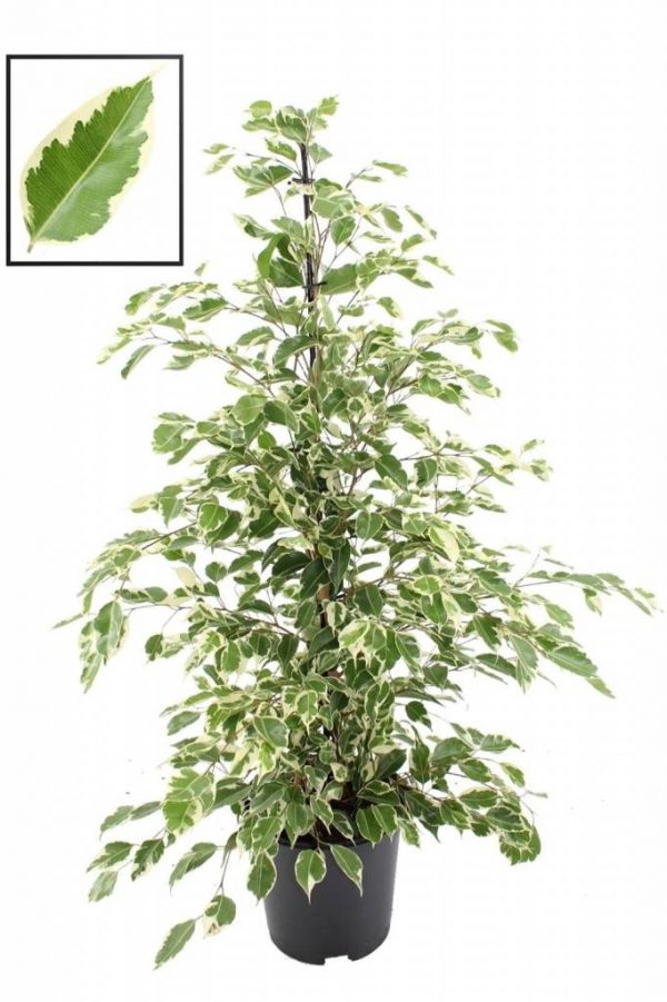 Ficus "Benjamin" - Slika 6