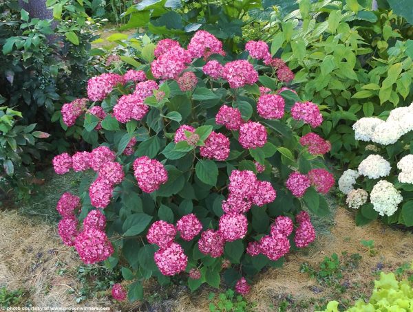 Hortenzia / Hydrangea hortensis - Slika 3