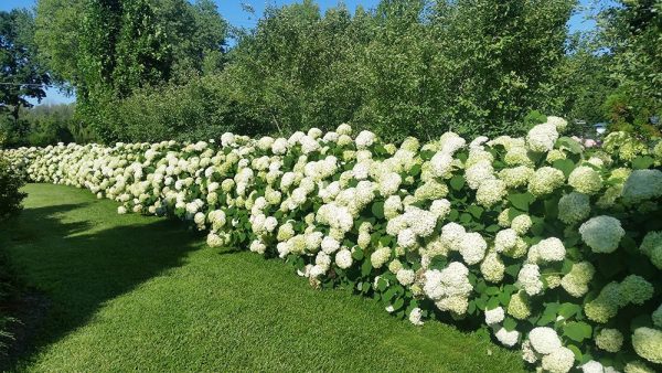 Hortenzia / Hydrangea hortensis