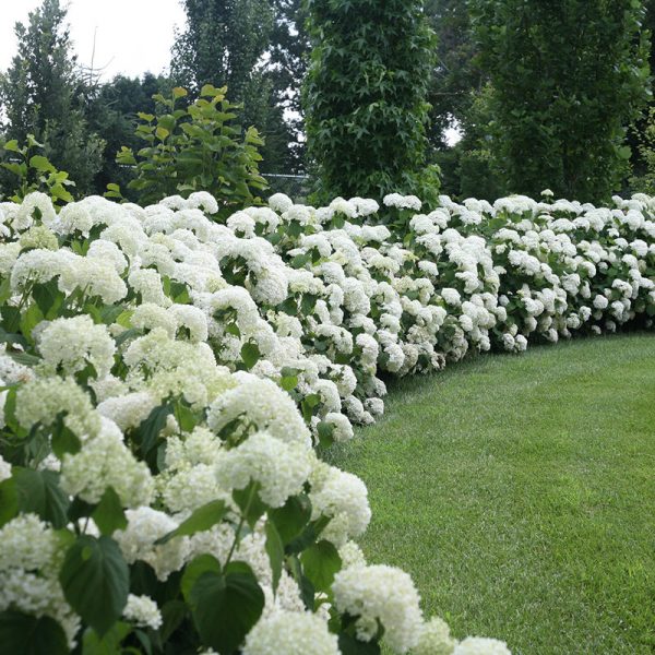 Hortenzia / Hydrangea hortensis - Slika 5
