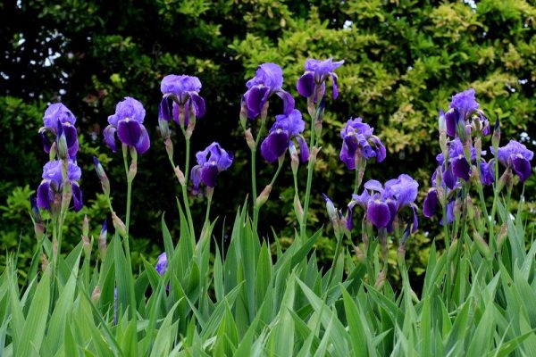 Perunika / Iris germanica - Slika 2