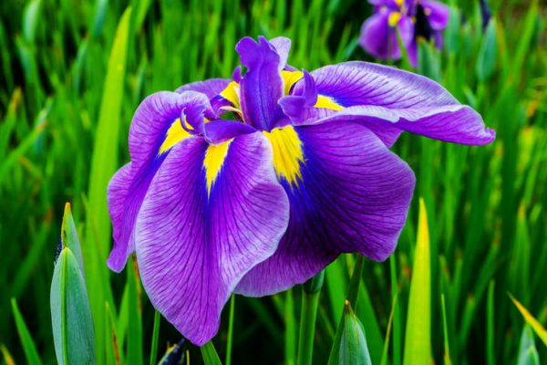 Perunika / Iris germanica - Slika 3