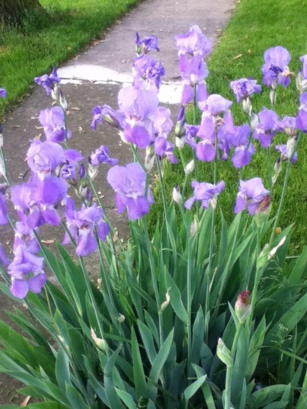 Perunika / Iris germanica - Slika 4