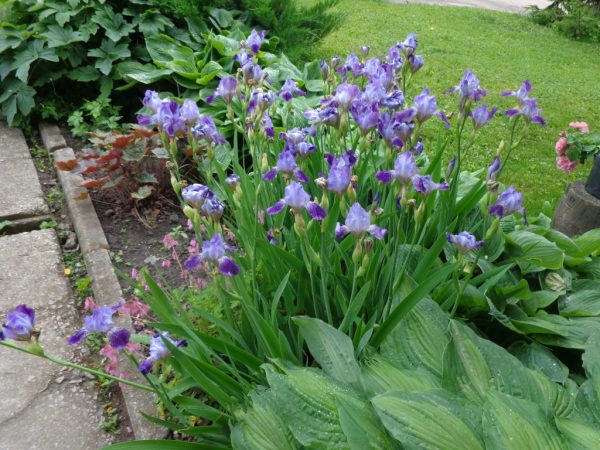 Perunika / Iris germanica