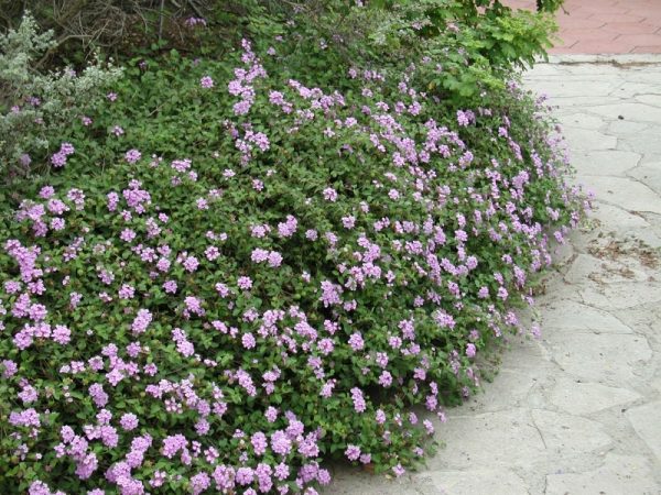 Lavanda dentata " Sellowiana" / EKO SADNICA