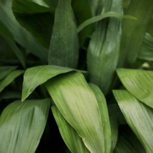 Aspidistra elatior