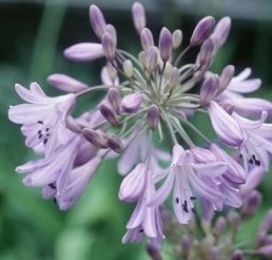 Agapanthus umbellatus africanus- Milotica