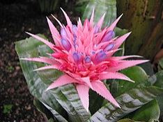 Aechmea fasciata - Ehmeja fi 18
