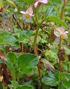 Begonia sp . - Begonija fi 16