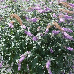Buddleja davidii 'black knight' - Ljetni jorgovan fi 20