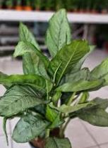 Aglaonema modestum - Kineski zimzelen fi 18