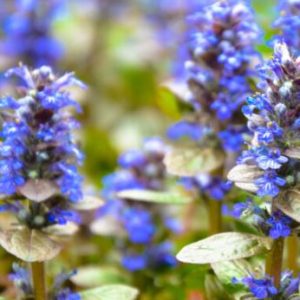 Ajuga reptans - Puzava ivica fi 13