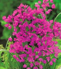 Allium oreophilum - Ružičasti ljiljan fi 16