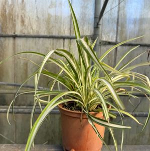Chlorophytum comosum - Zeleni ljiljan ili pauk fi 18