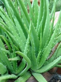 Aloe vera - Kaktus Aloja vera fi 18