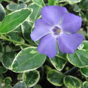 Vinca mayor - Veliki zimzelen fi 18