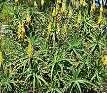 Aloe striatula - Izdržljiva Aloja fi 18