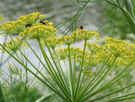 Anethum graveolens - Kopar fi12