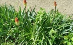 Kniphofia uvaria - Tritoma fi 12