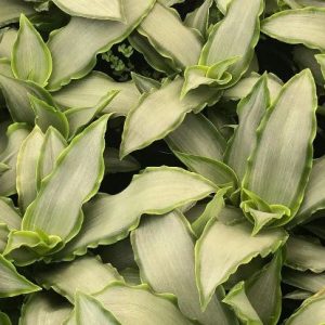 Murdannia loriformis 'Bright Star' - Srebrena kamenica fi 13