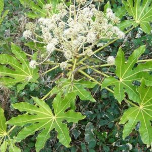 Aralia sieboldii - Sobna aralija fi 20