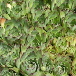 Sempervivum tectorum - Čuvarkuća fi 13