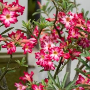 Adenium obesum - Pustinjska ruža fi 14