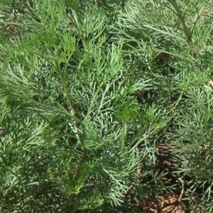 Artemisia annua - Slatki pelin fi 16