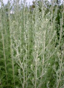 Artemisia speciosa - Pelin fi 14
