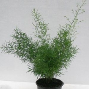 Asparagus densiflorus 'Sprengeri' - Obična šparoga fi 18